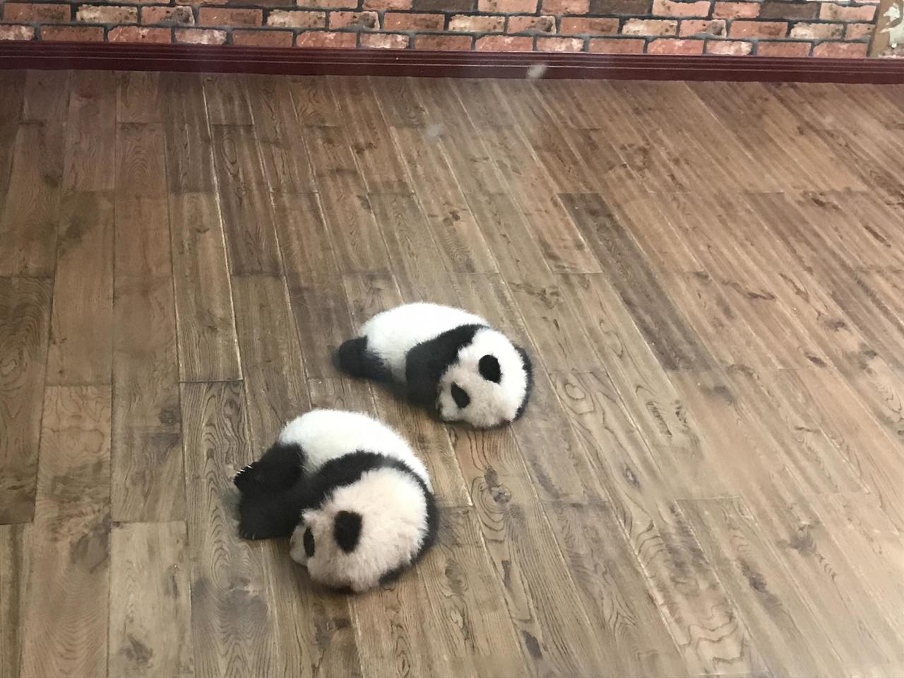 2 weeks old panda