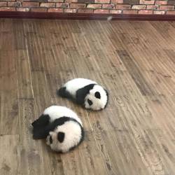 2 weeks old panda