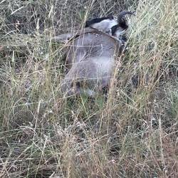 one of the unlucky ones