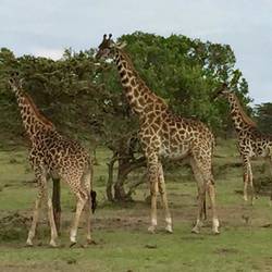 giraffe just outside the camp