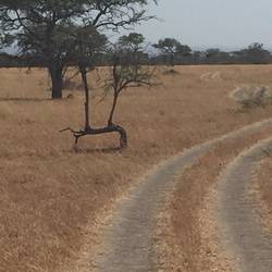 wierd looking tree in the barren grassland