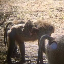 wait mum - i am trying to climb up