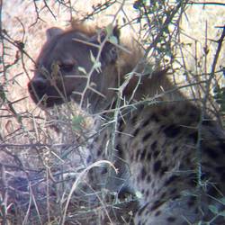 a hyena. we have all the lion king animals present !