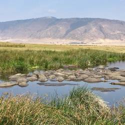 a bloat of happy hippos ( now i know the word)