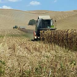 Sunflowers being harvested
