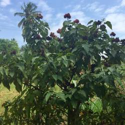 lipstick bush - the pods open to give red/orange color seeds