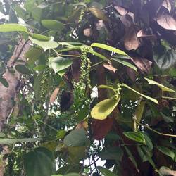 pepper vine