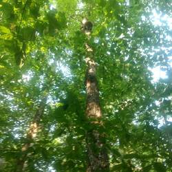 Porcupine hiding up a tree
