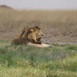 Our favorite lion