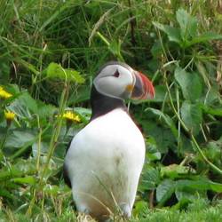 Cute puffin