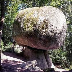 Le champignon