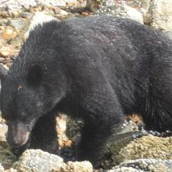 Black bear