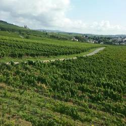 Vineyards for miles