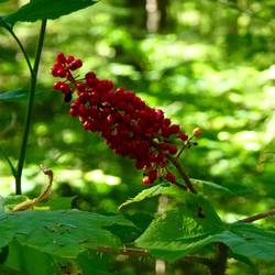 Devil's Club - nasty stuff! Thorns everywhere and the berries very pretty, and very poisonous.
