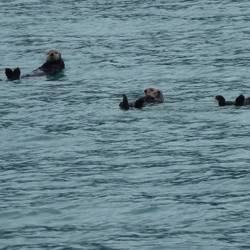 Sea Otters are curious creatures.