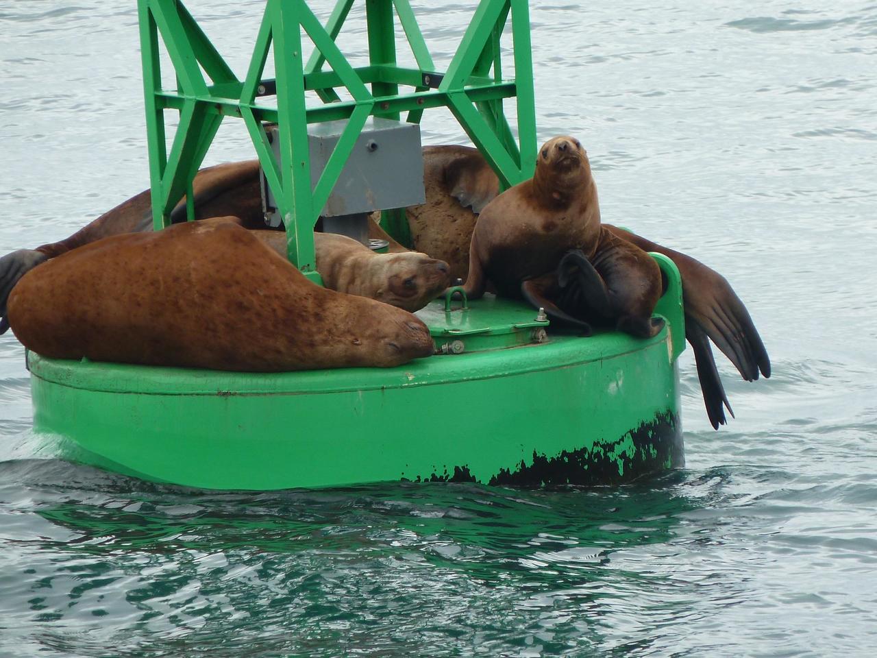 Jockeying for position on the navigation buoy.