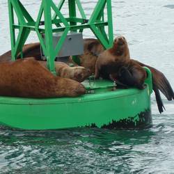 Jockeying for position on the navigation buoy.
