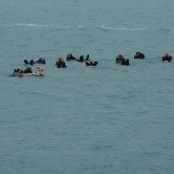 As Sea Otters age, they grow lighter coloured fur.