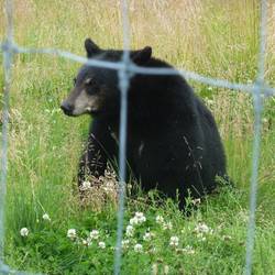 Black Bear