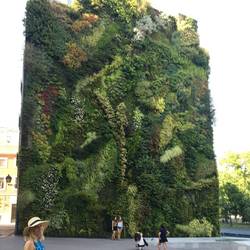 Green wall