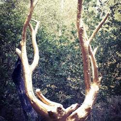 L'arbre d'or