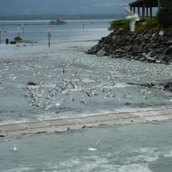 Seagulls hover expectantly for an easy feed on the dying salmon.