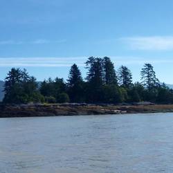 Deadman's Island. Dead chinese were pickled in brine barrels & put on the island until shipped home.