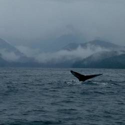 A whale of a a tail.