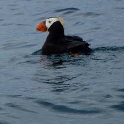 Tufted Puffin