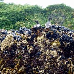 These birds whose name I cna't remember are also on the endangered list.