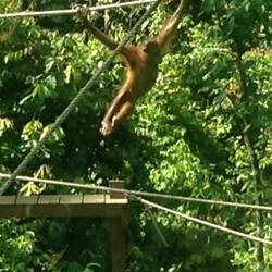 At the Orangutan Sanctuary
