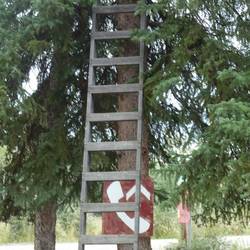 Phone up a tree - yes, it works.