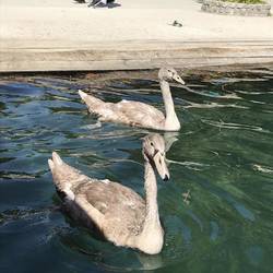 Baby swans- Lake Bled