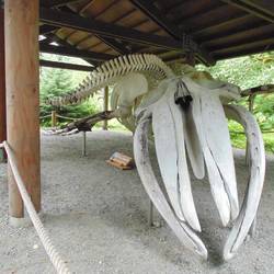 Skeleton of a Humback Whale, hit by a cruise ship
