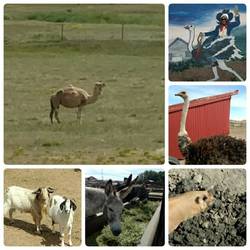 Terry Bison Ranch