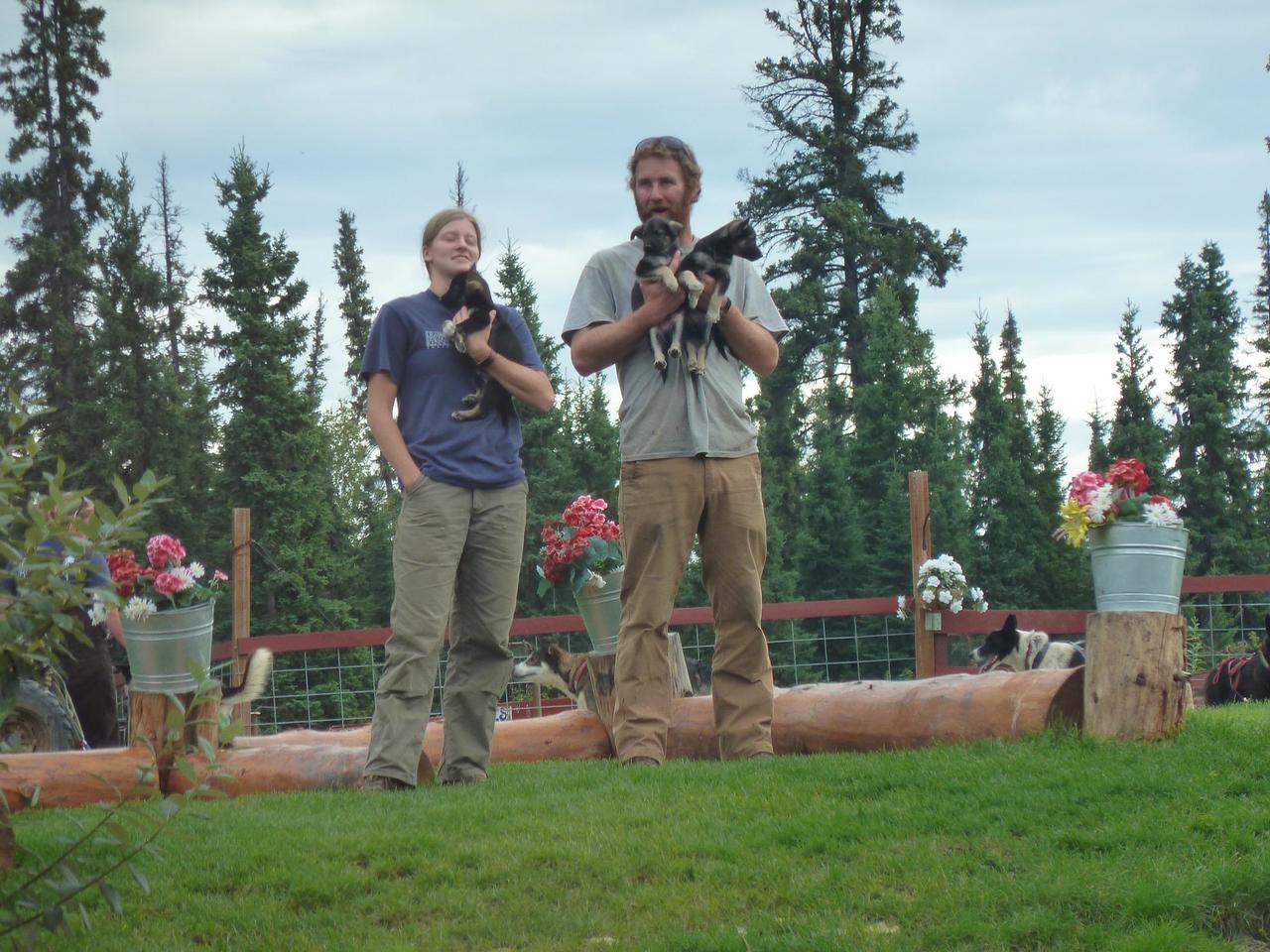 Husky puppies are socialised for at least a year before they begin to work.