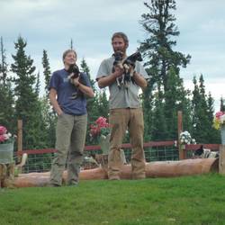 Husky puppies are socialised for at least a year before they begin to work.
