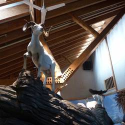 Dall sheep display at Denali Visitor Centre