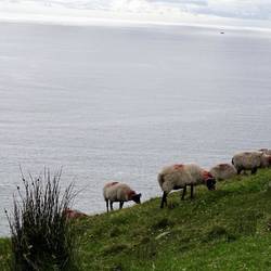 Sheep wandering free on Common land