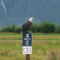 Bald Eagle sits on the top of a tee marker.