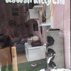 Katzen im Kitty Café