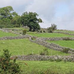 Stone hedges