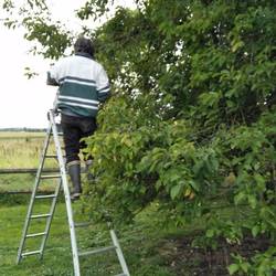 Pascal (our AirBnb host) picking plums from his tree