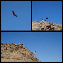 Kondore am Cruz del Condor