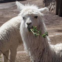 Ein fressendes Lama