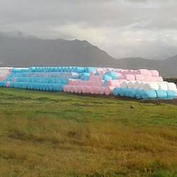 Blue for boys, pink for girls