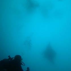 Manta rays