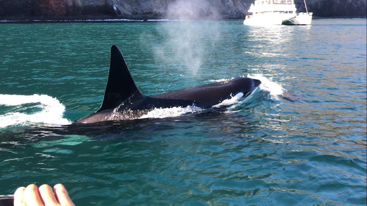 The Orca!!