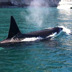 The Orca!!
