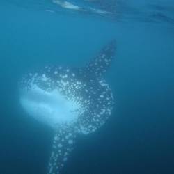 Mola Mola!
